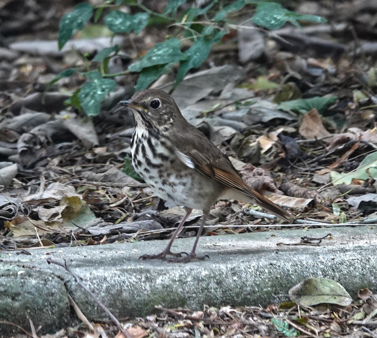 Hermit Thrush - ML645209313
