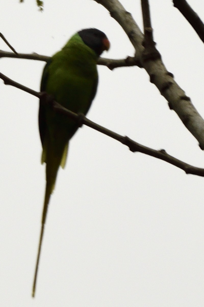 Gray-headed Parakeet - ML645209314