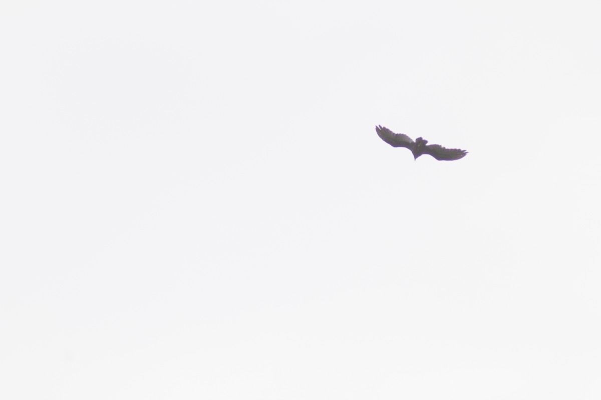 Turkey Vulture - ML645209316