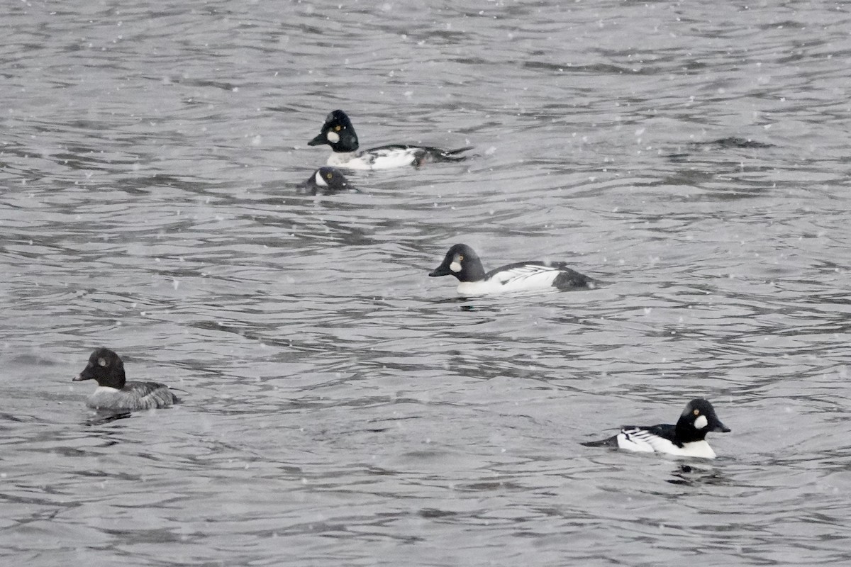 Common Goldeneye - ML645209320