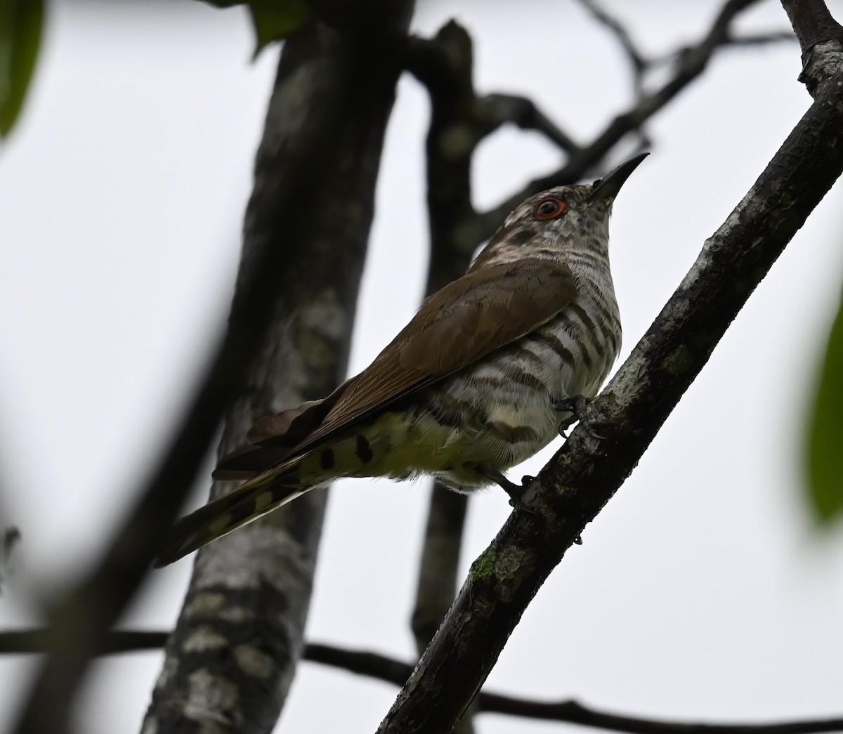 Little Bronze-Cuckoo - ML645209340