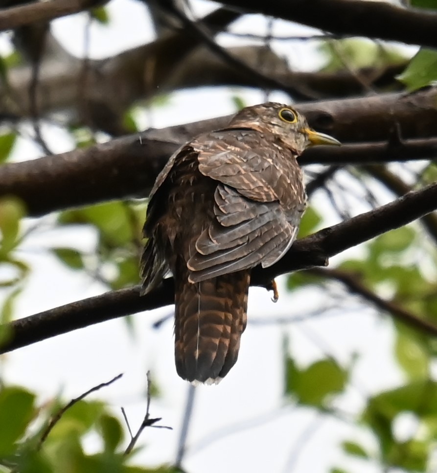 Indian Cuckoo - ML645209353