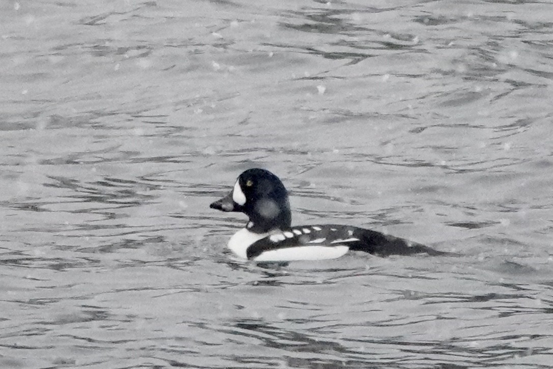 キタホオジロガモ - ML645209354