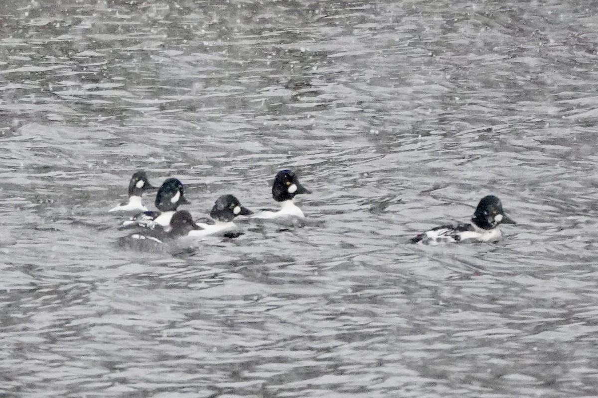 キタホオジロガモ - ML645209355