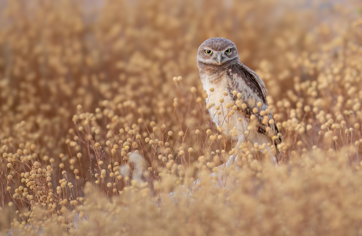 Burrowing Owl - ML645209357