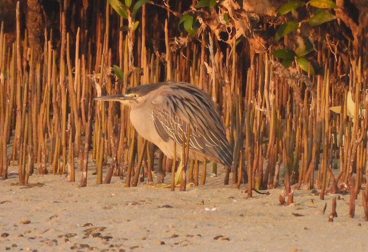 Little Heron - ML645209363