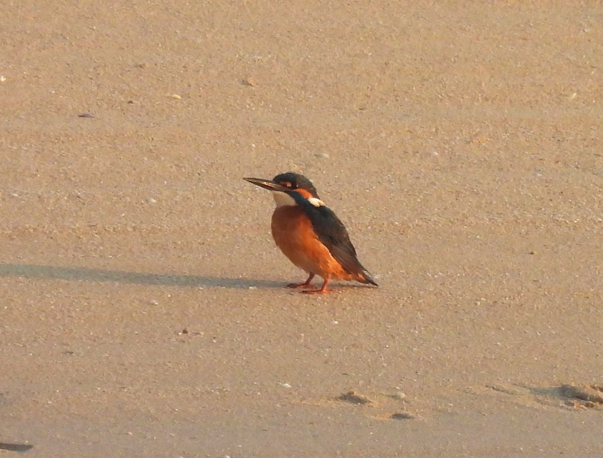 Common Kingfisher - ML645209365