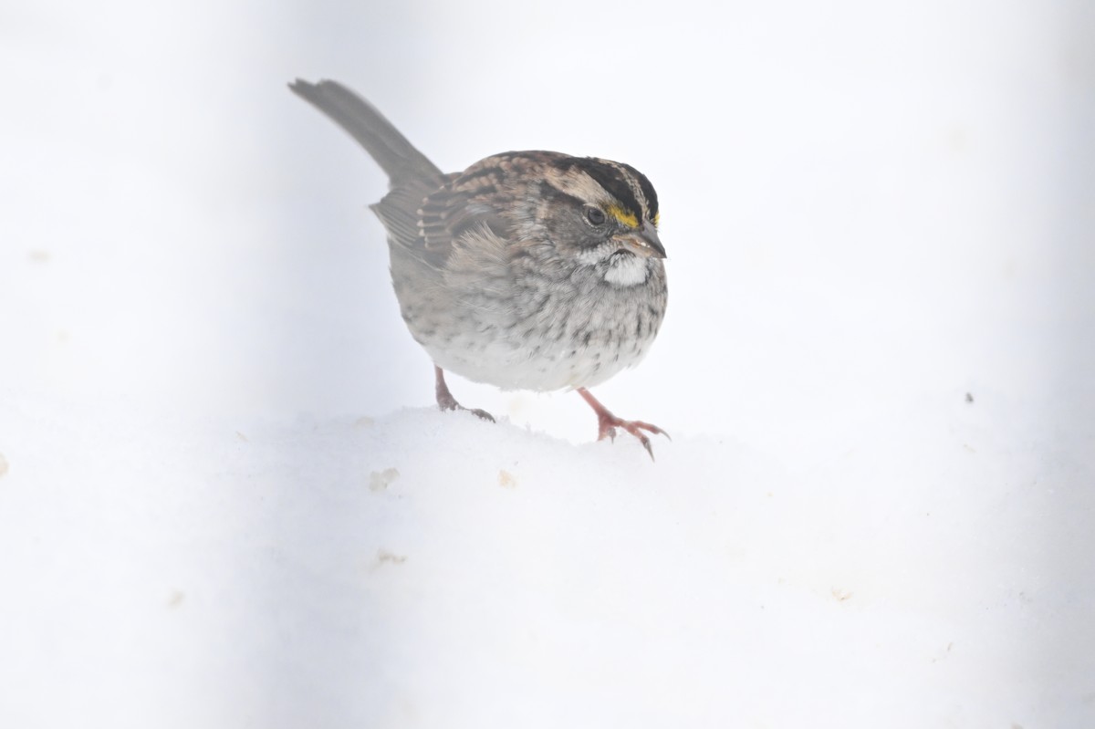 White-throated Sparrow - ML645209368