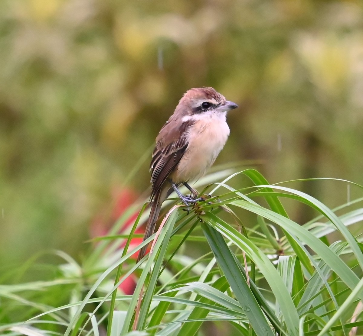 חנקן חום - ML645209371