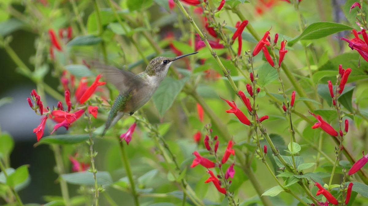 Ruby-throated Hummingbird - ML645209372