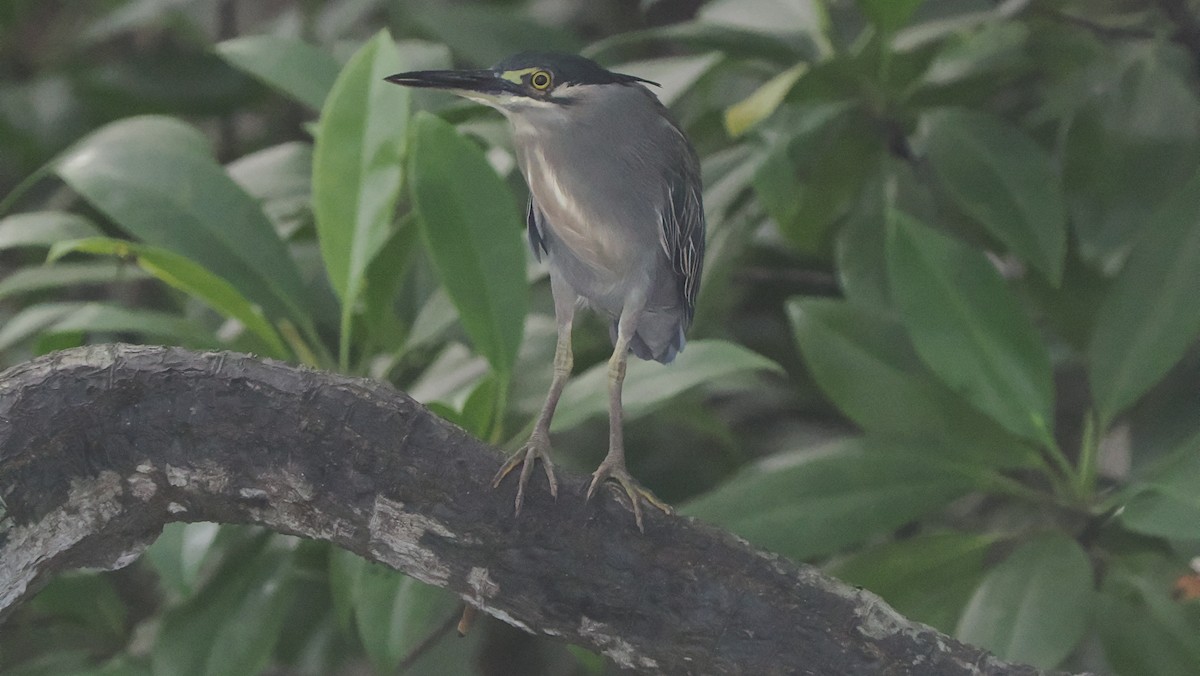 volavka malá - ML645209373