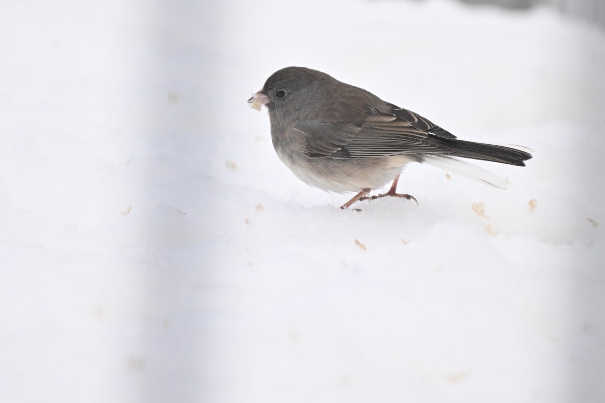 Dark-eyed Junco - ML645209380