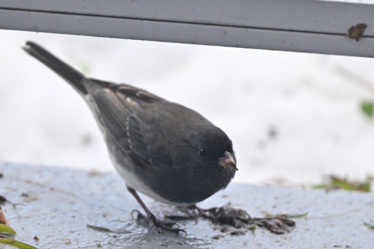 Dark-eyed Junco - ML645209382