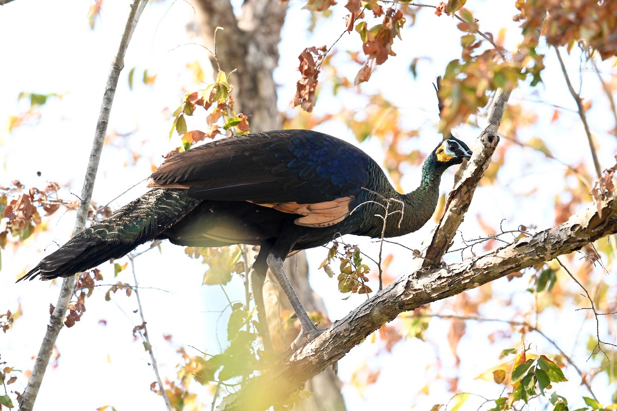 Павич синьокрилий - ML645209385