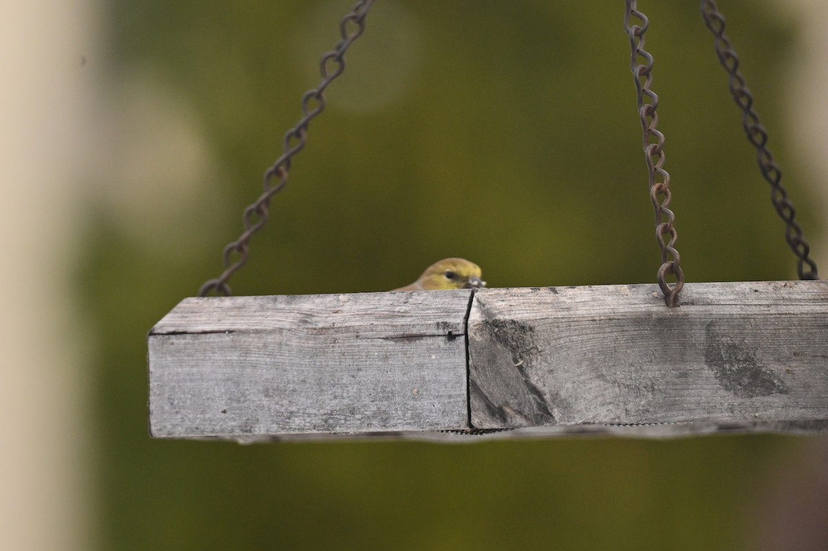 American Goldfinch - ML645209388