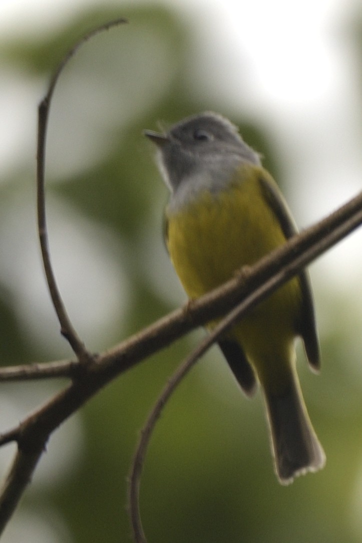 Gray-headed Canary-Flycatcher - ML645209394