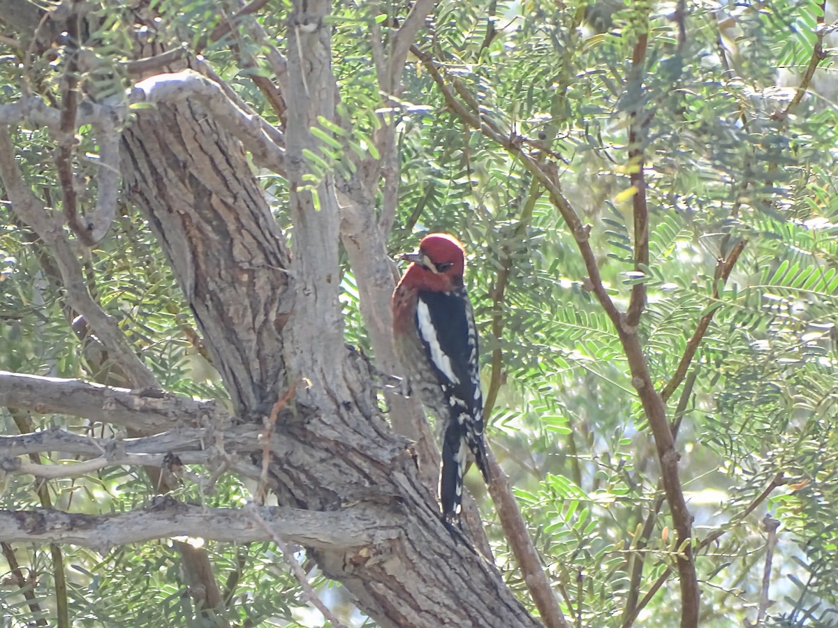 datel červenoprsý - ML645209399