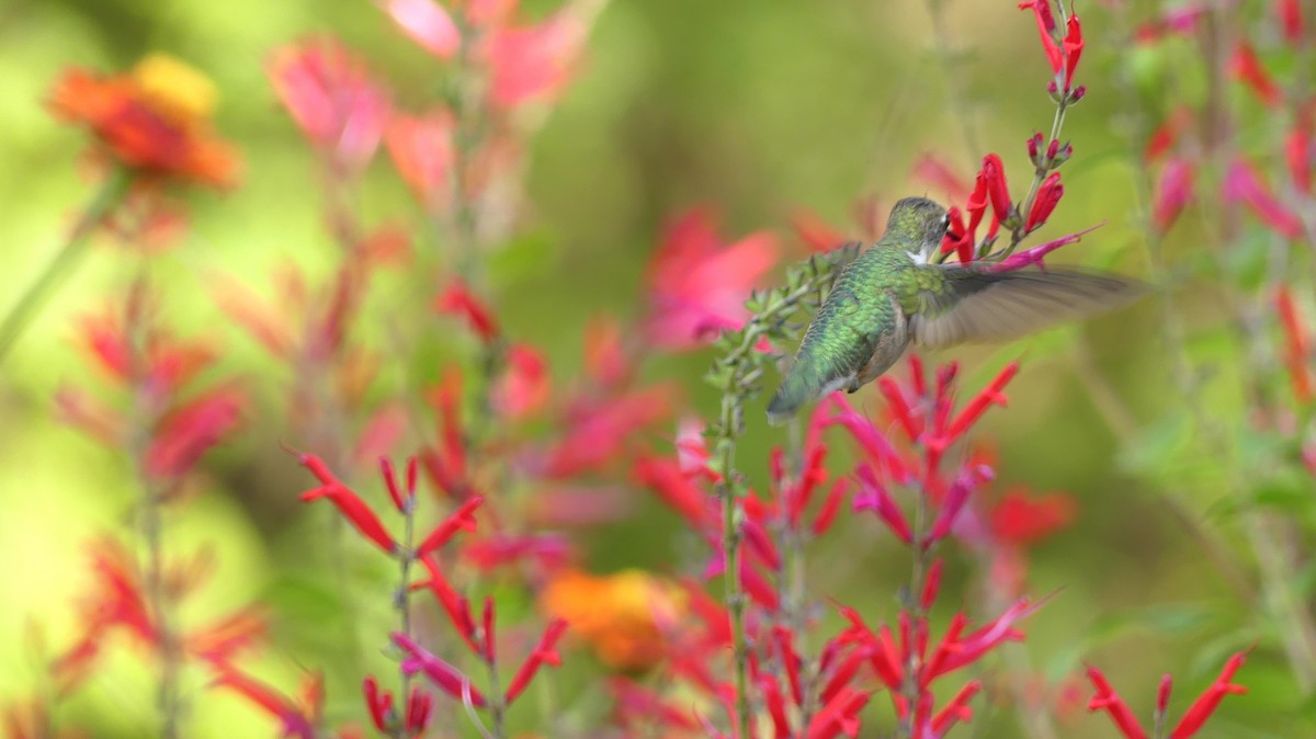 Ruby-throated Hummingbird - ML645209403