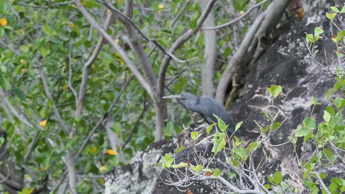 volavka pobřežní - ML645209409