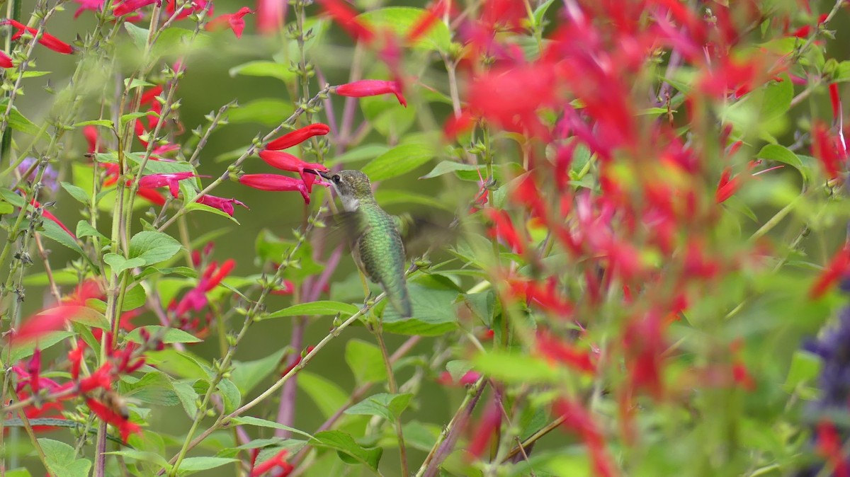 Ruby-throated Hummingbird - ML645209416