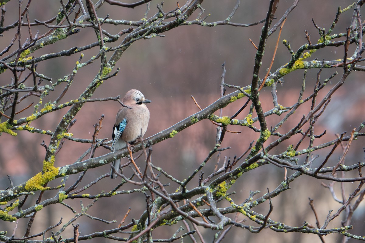 Eurasian Jay - ML645209419