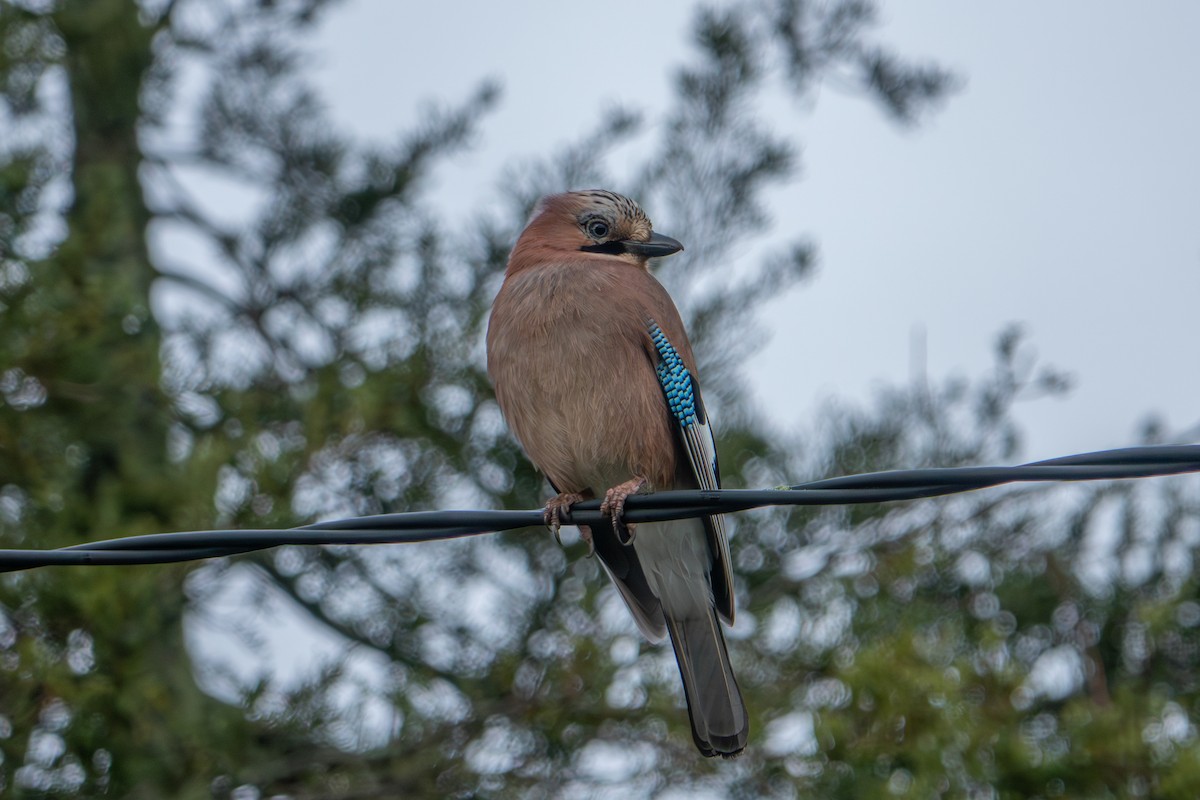 Eurasian Jay - ML645209420