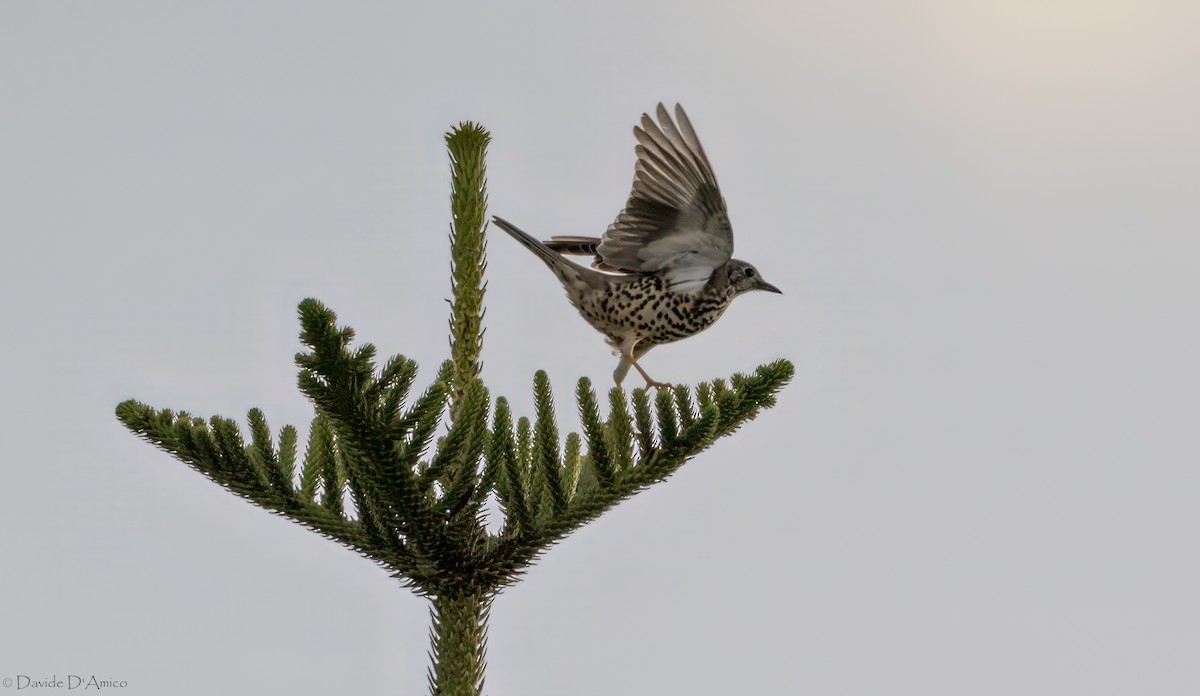 drozd brávník - ML645209428