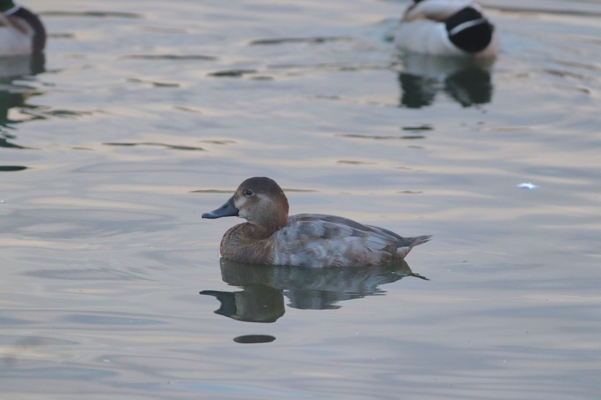 Common Pochard - ML645209441