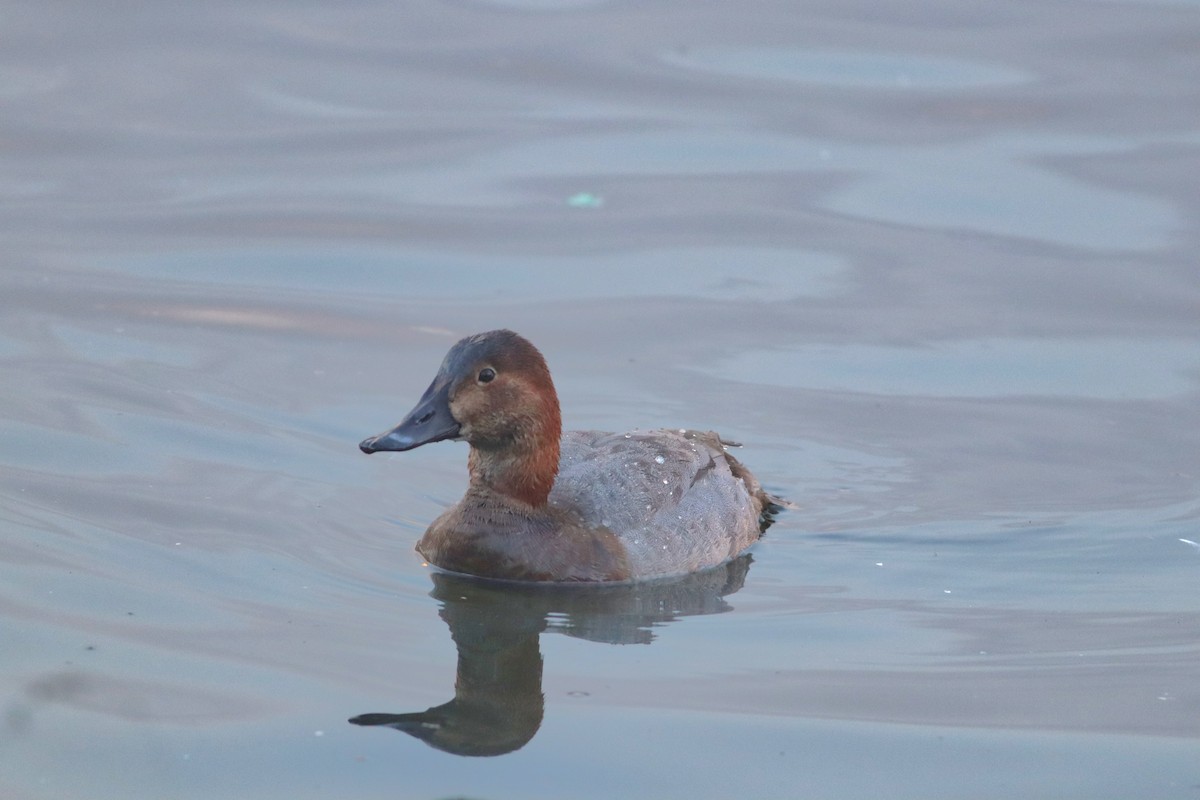 Common Pochard - ML645209442