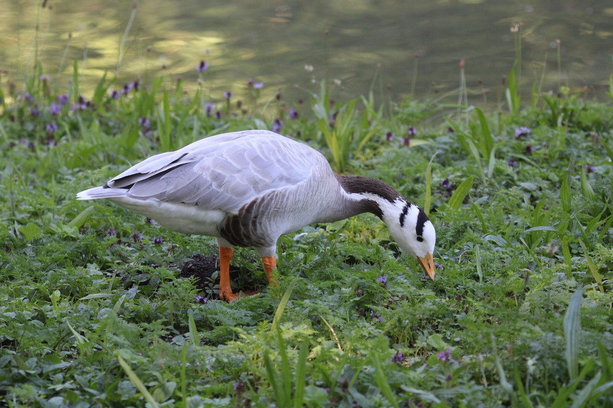 Гуска гірська - ML645209444