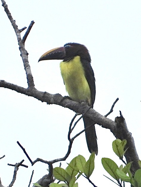 Green Aracari - ML645209446