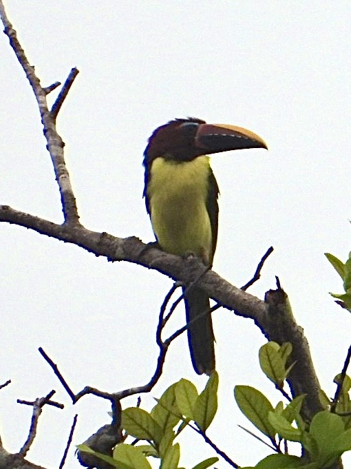 Green Aracari - ML645209447