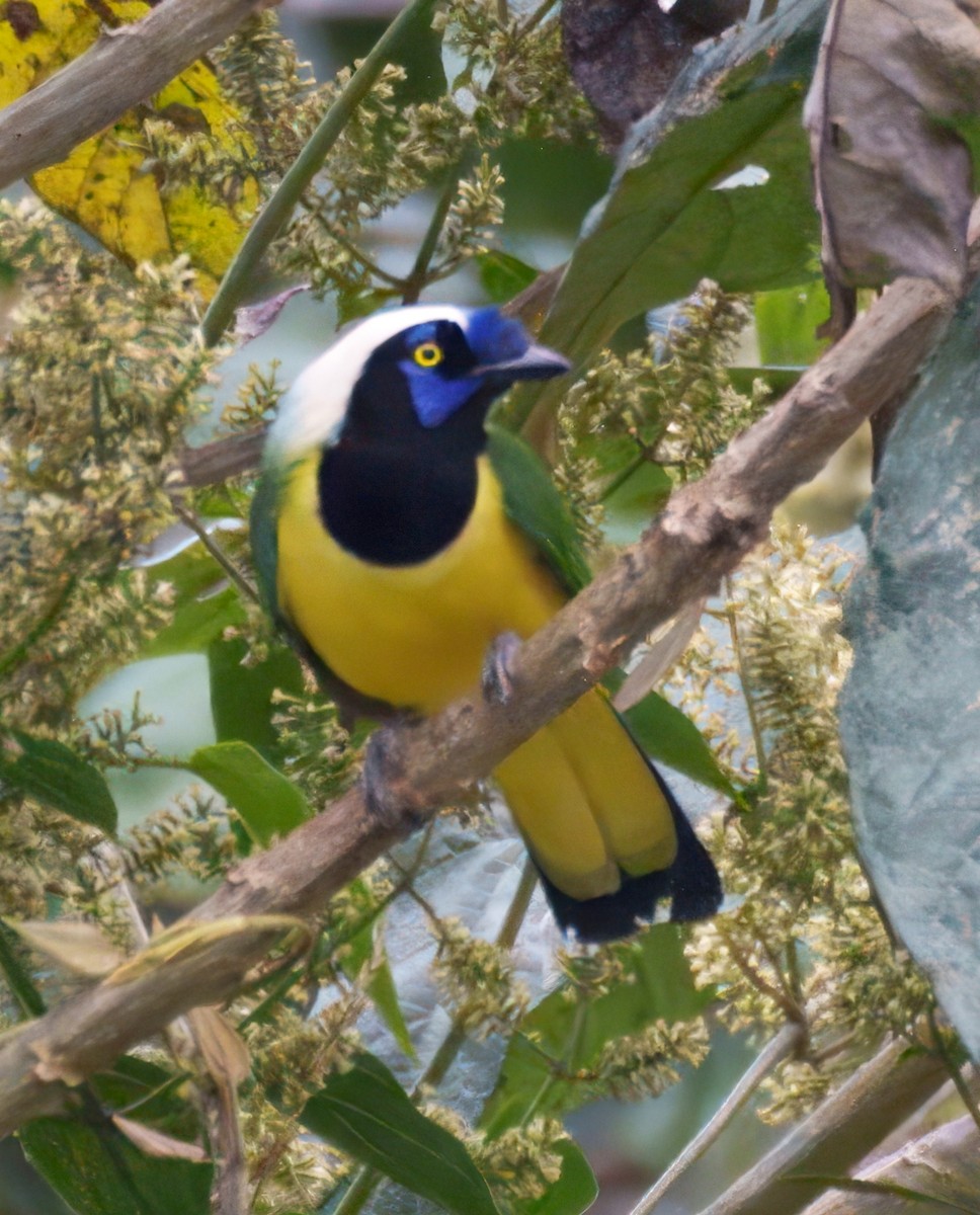 Green Jay - ML645209458