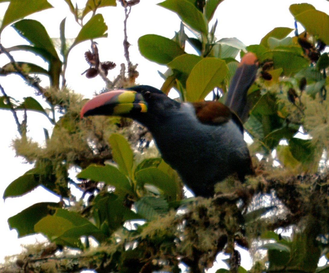 lavendeltukan - ML645209463