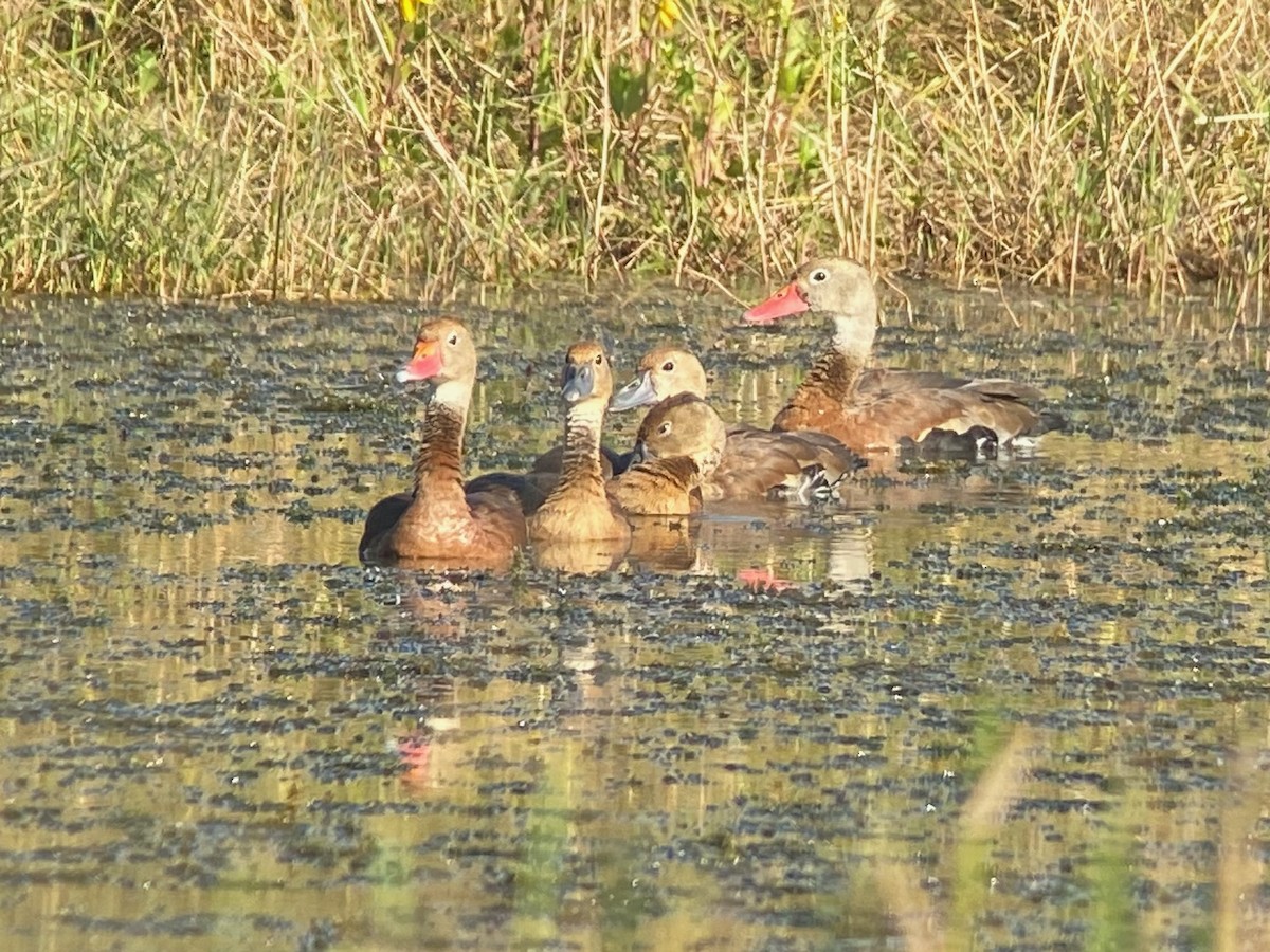 Black-bellied Whistling-Duck - ML645209464