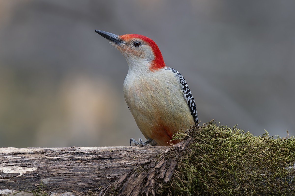 Red-bellied Woodpecker - ML645209475