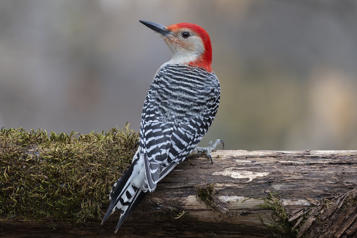 Red-bellied Woodpecker - ML645209476