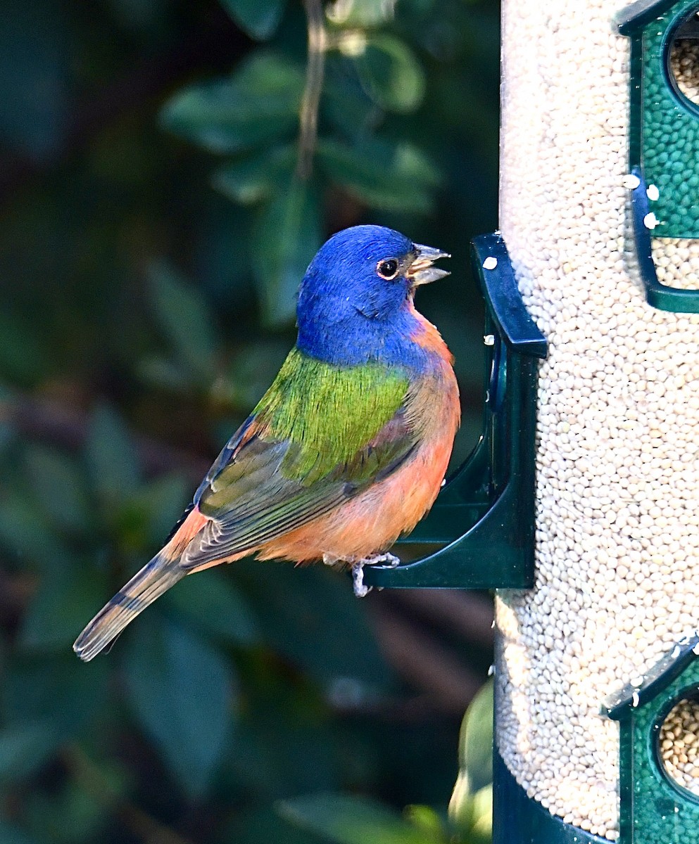 Painted Bunting - ML645209477
