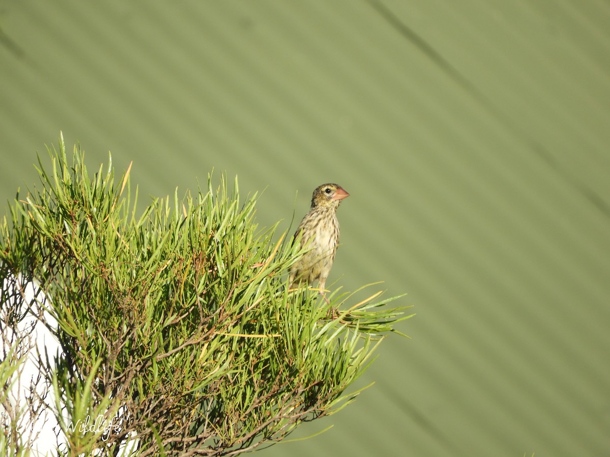 Red-billed Quelea - ML645209487
