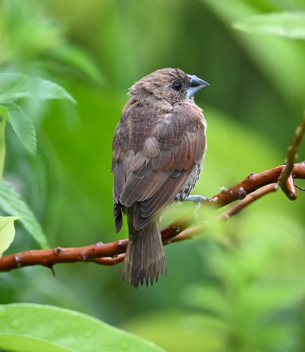 מוניה מפוספסת-חזה - ML645209492