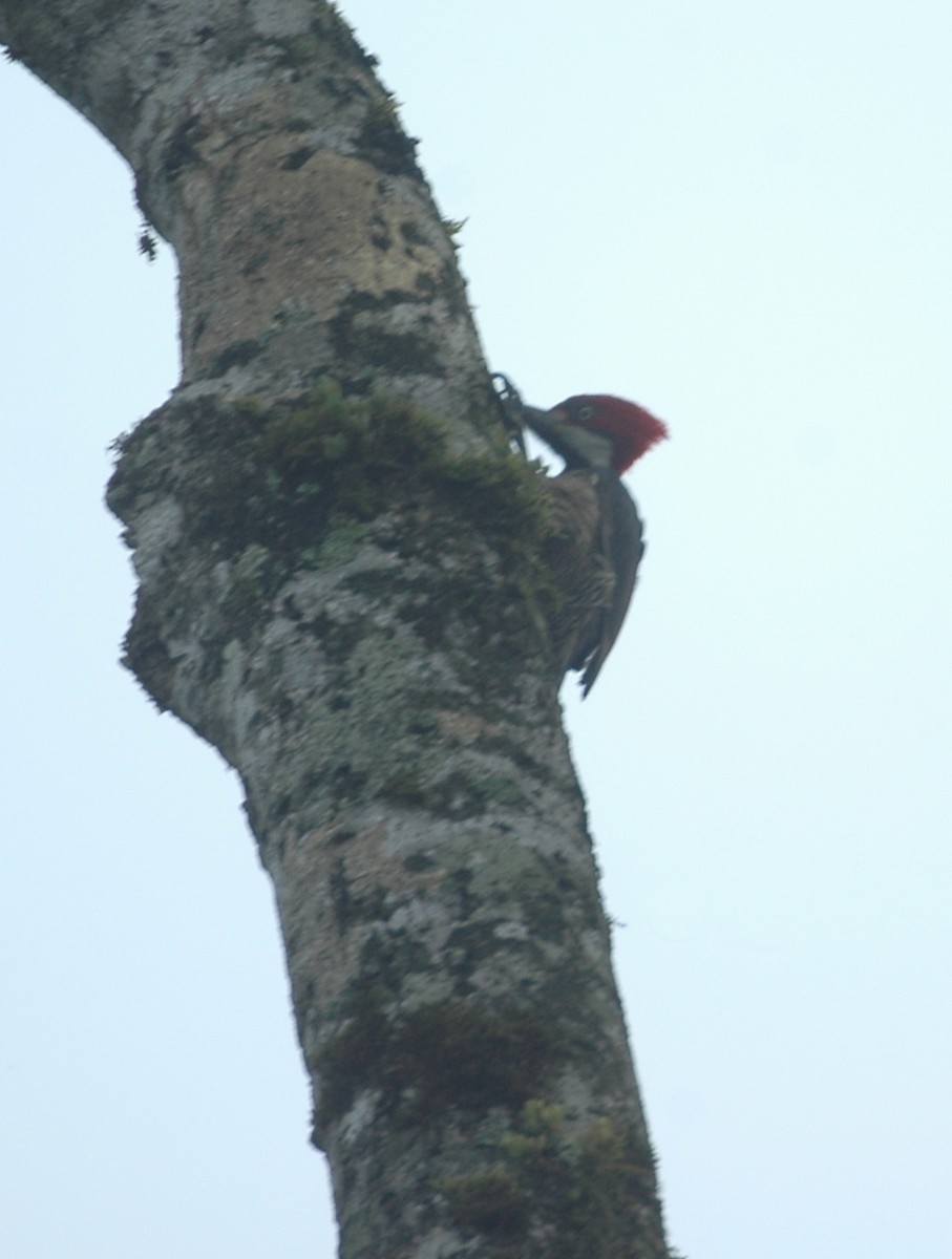 stripesvartspett - ML645209501