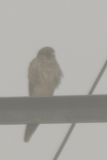 Gavilán Besra - ML645209503