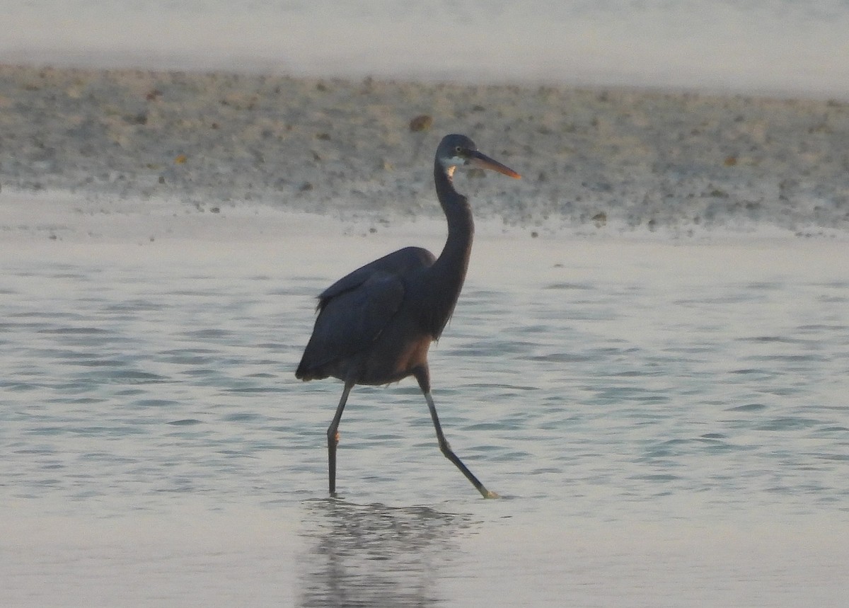 Western Reef-Heron - ML645209515