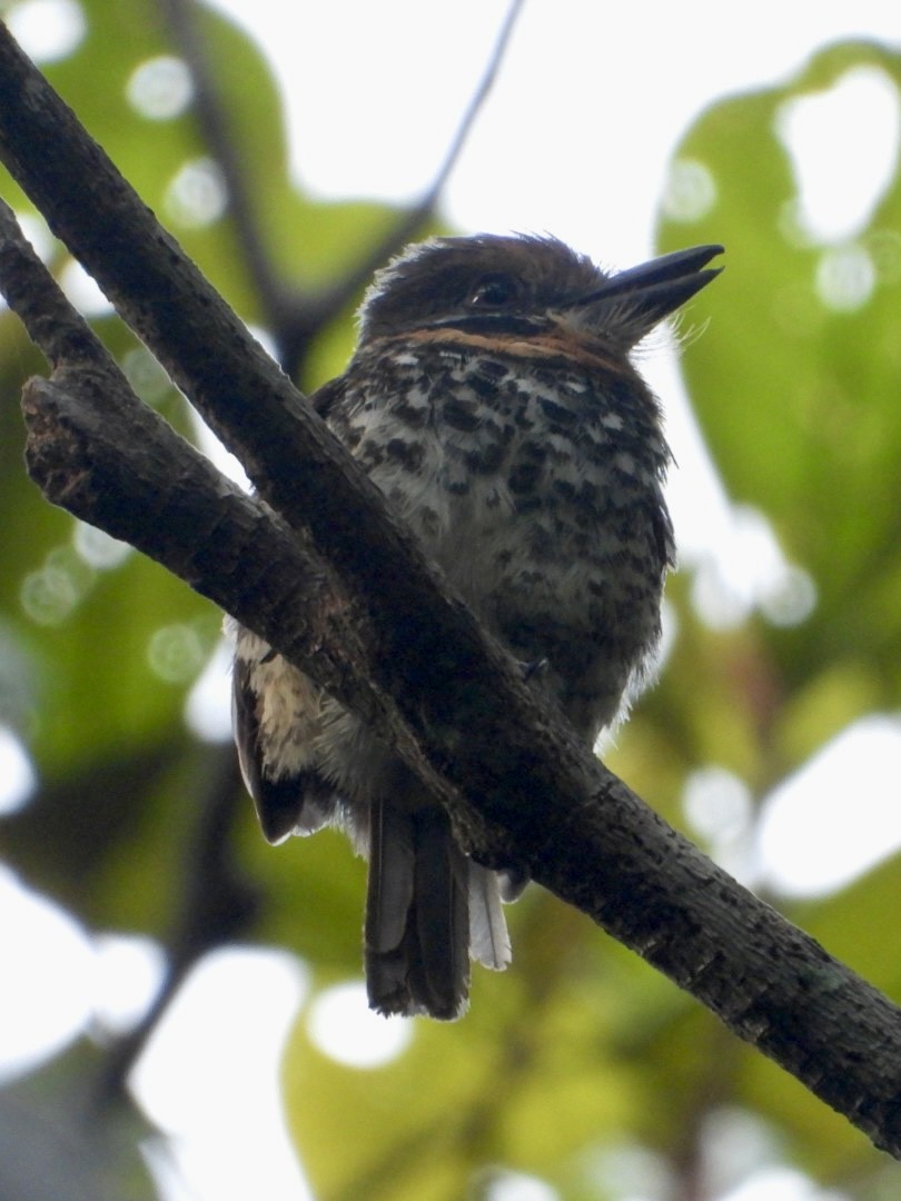 Spotted Puffbird - ML645209535