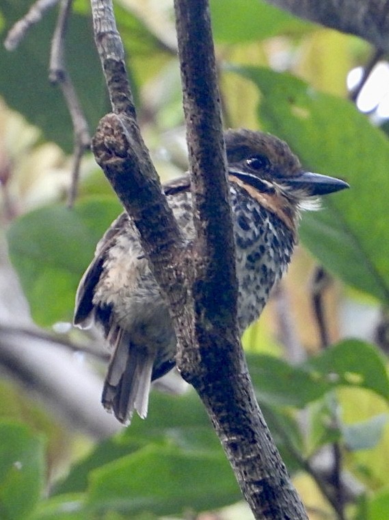 Spotted Puffbird - ML645209536