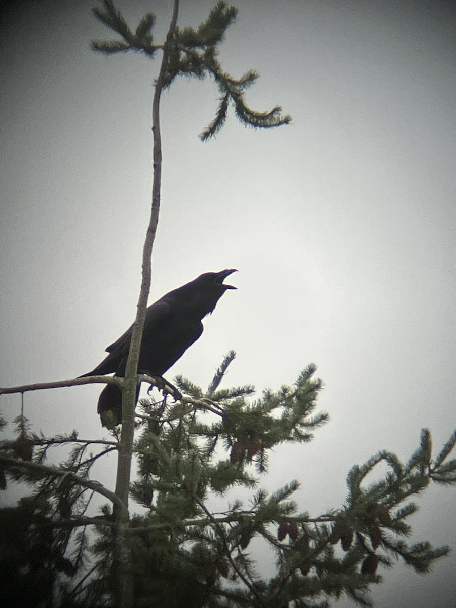 Erroi handia - ML645209538