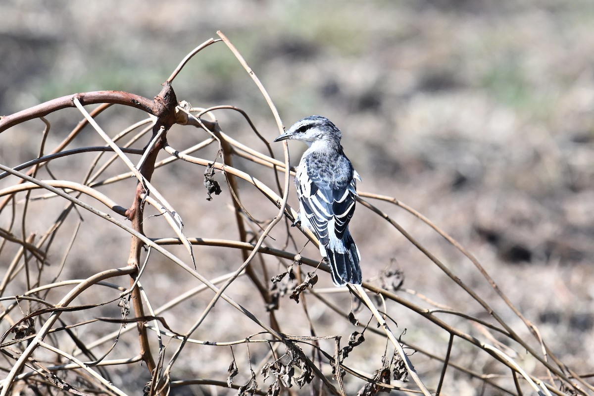 White-shouldered Triller - ML645209546