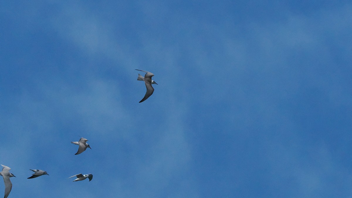 rybák obecný (ssp. longipennis) - ML645209557