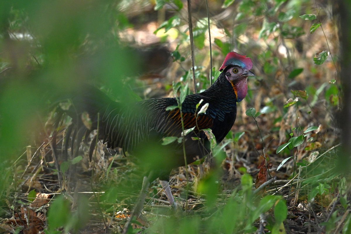 Coq de Java - ML645209558