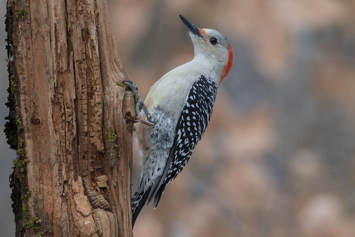 Red-bellied Woodpecker - ML645209567